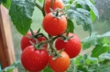 Как правильно выращивать томаты