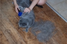 Как в доме убрать кошачью шерсть
