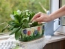 Как подкармливать удобрениями комнатные растения