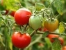 Как вырастить хороший урожай помидоров и огурцов