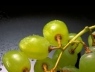 Как правильно собрать урожай винограда