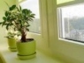 Как создать правильный световой режим для комнатных растений