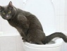 Как приучить котёнка к туалету