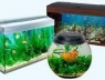 Как правильно выбрать аквариум