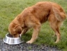 Как выбрать корм для собаки в зависимости от ее размера и возраста