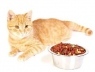 Как выбрать хороший корм для домашней кошки