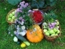 Как собирать плоды в саду осенью