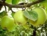 Как правильно посадить и ухаживать за яблоней